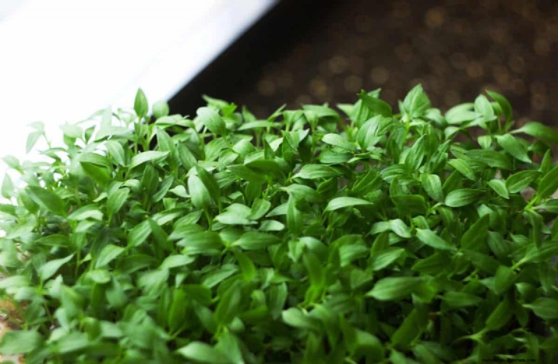 21 Proven Pepper Growing Strategies for Bigger Harvests & Fewer Problems