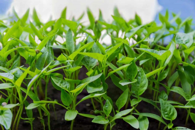 21 Proven Pepper Growing Strategies for Bigger Harvests & Fewer Problems