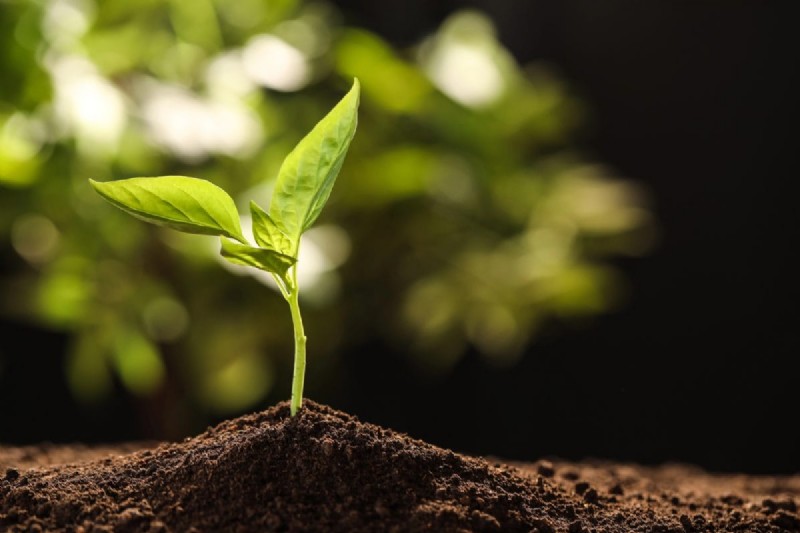 21 Proven Pepper Growing Strategies for Bigger Harvests & Fewer Problems