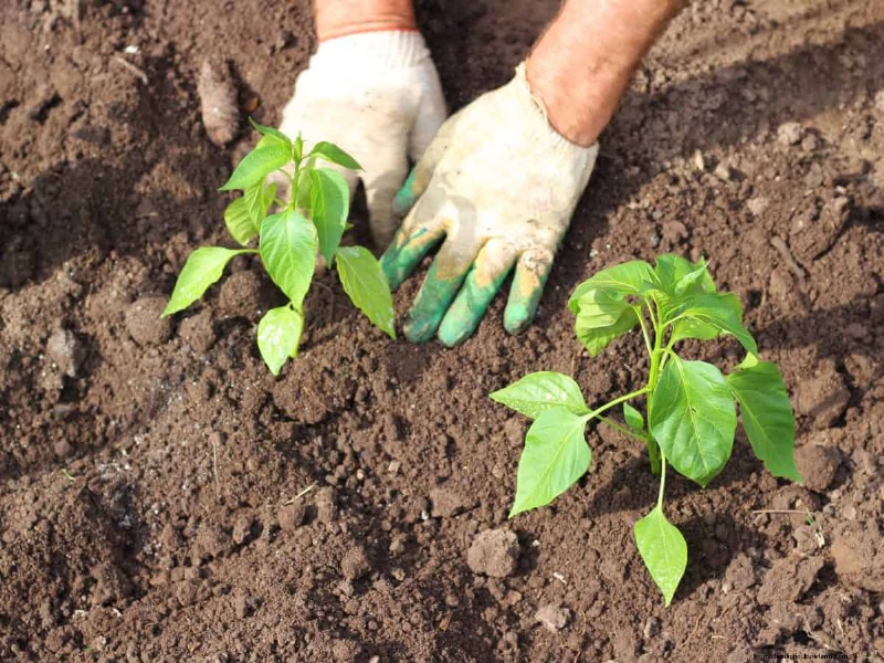 21 Proven Pepper Growing Strategies for Bigger Harvests & Fewer Problems