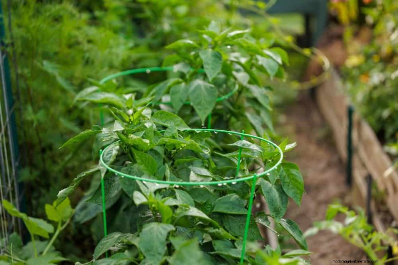 21 Proven Pepper Growing Strategies for Bigger Harvests & Fewer Problems