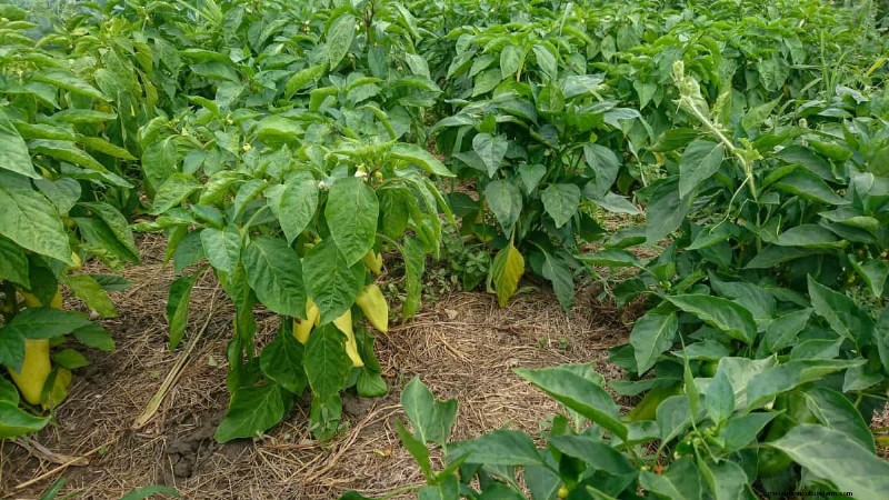 21 Proven Pepper Growing Strategies for Bigger Harvests & Fewer Problems