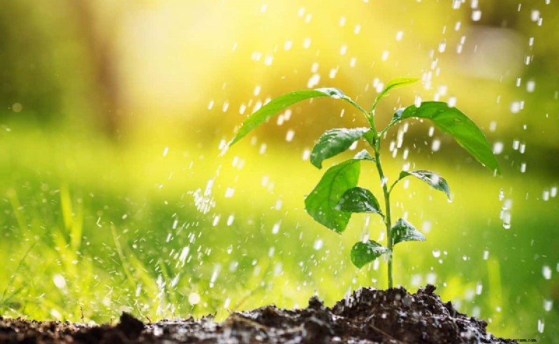 21 Proven Pepper Growing Strategies for Bigger Harvests & Fewer Problems