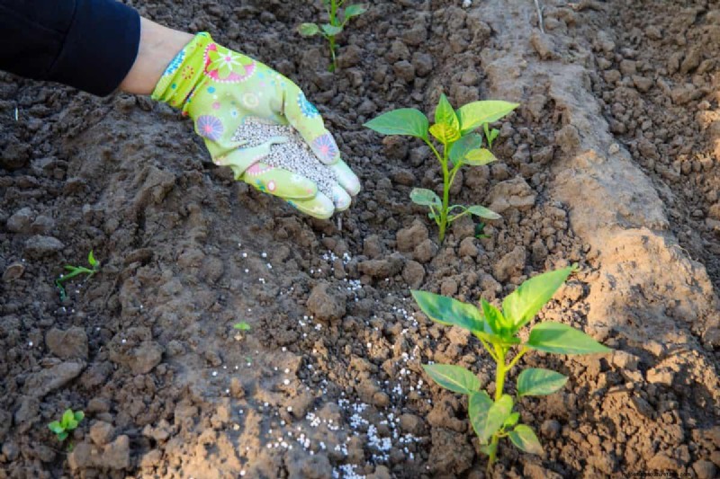 21 Proven Pepper Growing Strategies for Bigger Harvests & Fewer Problems