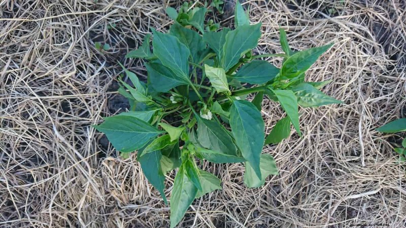 21 Proven Pepper Growing Strategies for Bigger Harvests & Fewer Problems
