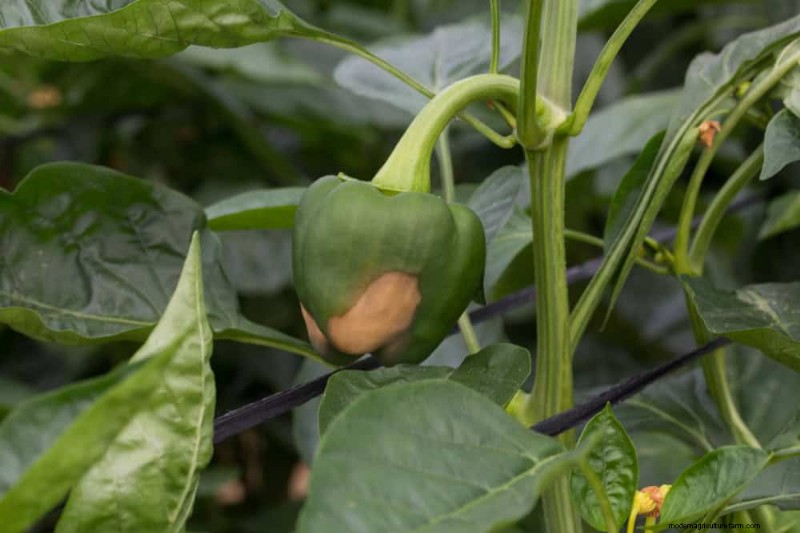21 Proven Pepper Growing Strategies for Bigger Harvests & Fewer Problems