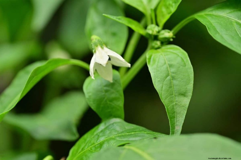 21 Proven Pepper Growing Strategies for Bigger Harvests & Fewer Problems