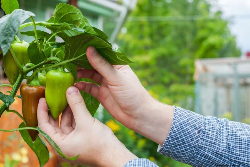 21 Proven Pepper Growing Strategies for Bigger Harvests & Fewer Problems