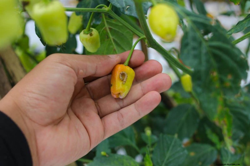 21 Proven Pepper Growing Strategies for Bigger Harvests & Fewer Problems