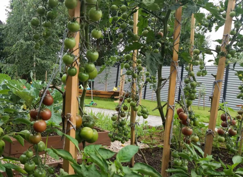 21 Proven Pepper Growing Strategies for Bigger Harvests & Fewer Problems