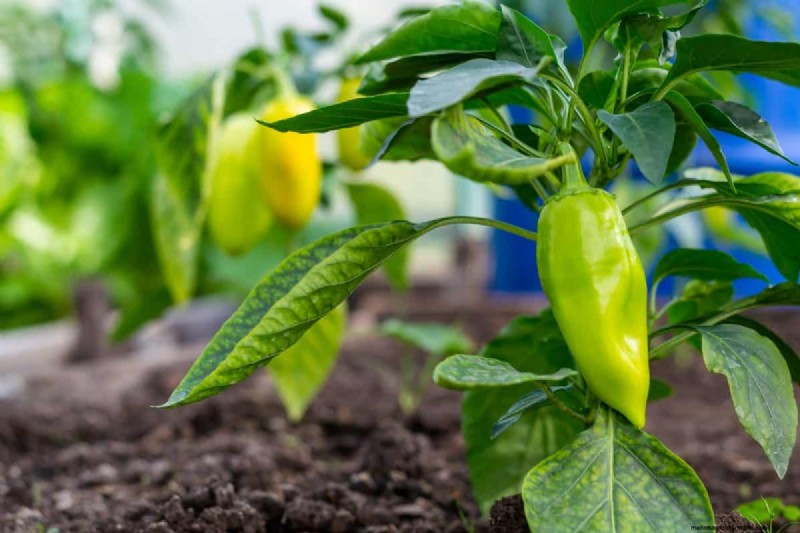 21 Proven Pepper Growing Strategies for Bigger Harvests & Fewer Problems