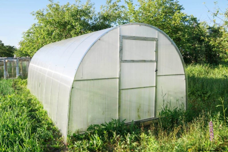 21 Proven Pepper Growing Strategies for Bigger Harvests & Fewer Problems