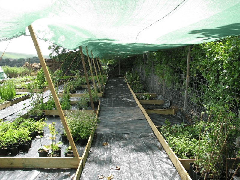 21 Proven Pepper Growing Strategies for Bigger Harvests & Fewer Problems