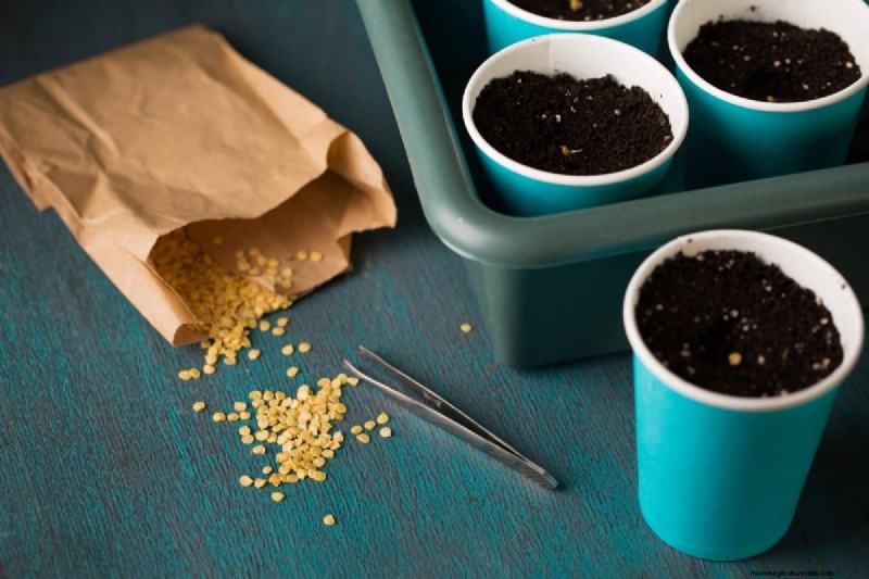21 Proven Pepper Growing Strategies for Bigger Harvests & Fewer Problems