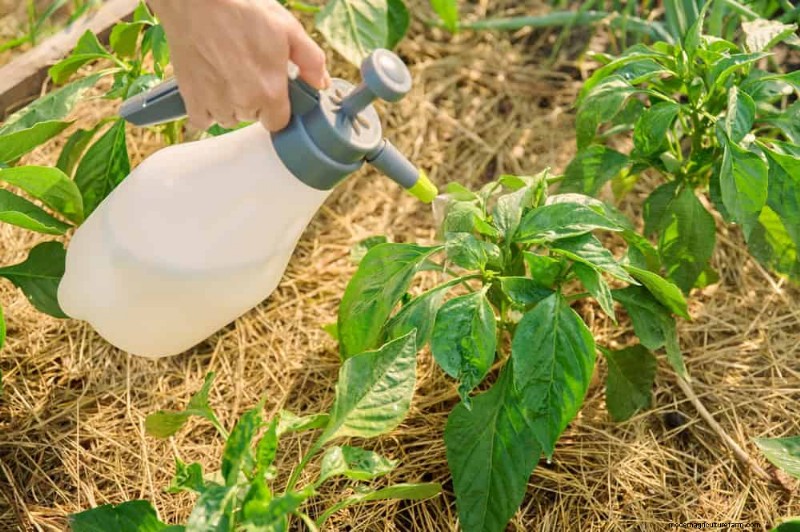 21 Proven Pepper Growing Strategies for Bigger Harvests & Fewer Problems