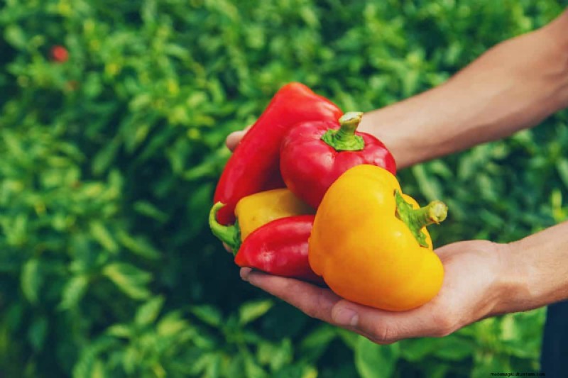 21 Proven Pepper Growing Strategies for Bigger Harvests & Fewer Problems
