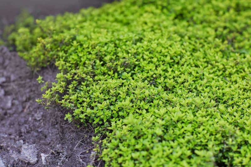 Mulch‑Free Gardening: Sustainable Techniques That Yield Healthier Soil and Lower Costs