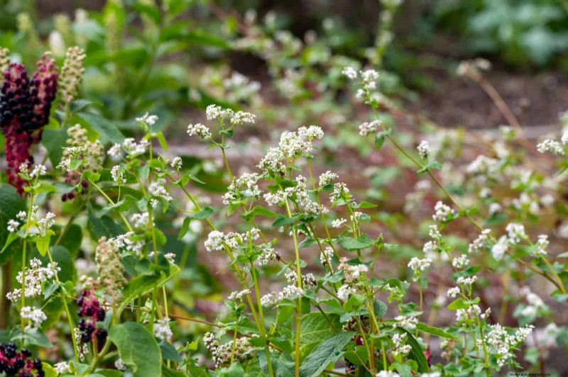 Mulch‑Free Gardening: Sustainable Techniques That Yield Healthier Soil and Lower Costs