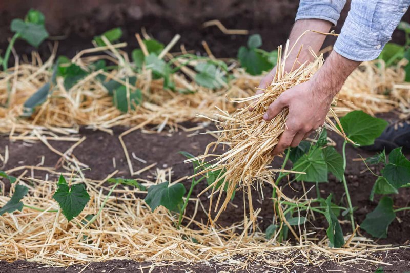Mulch‑Free Gardening: Sustainable Techniques That Yield Healthier Soil and Lower Costs