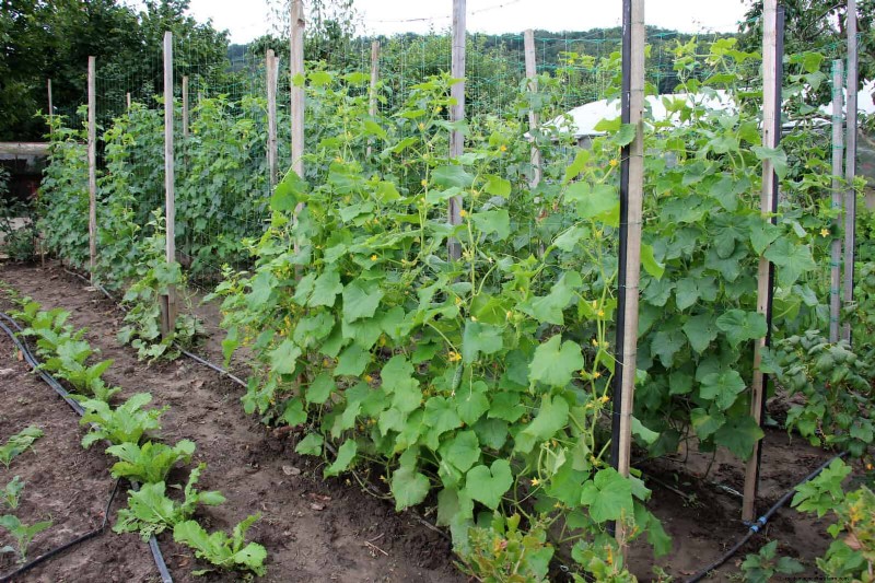 Mulch‑Free Gardening: Sustainable Techniques That Yield Healthier Soil and Lower Costs
