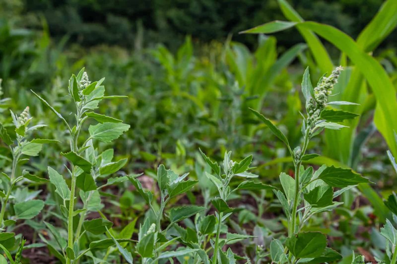 Mulch‑Free Gardening: Sustainable Techniques That Yield Healthier Soil and Lower Costs