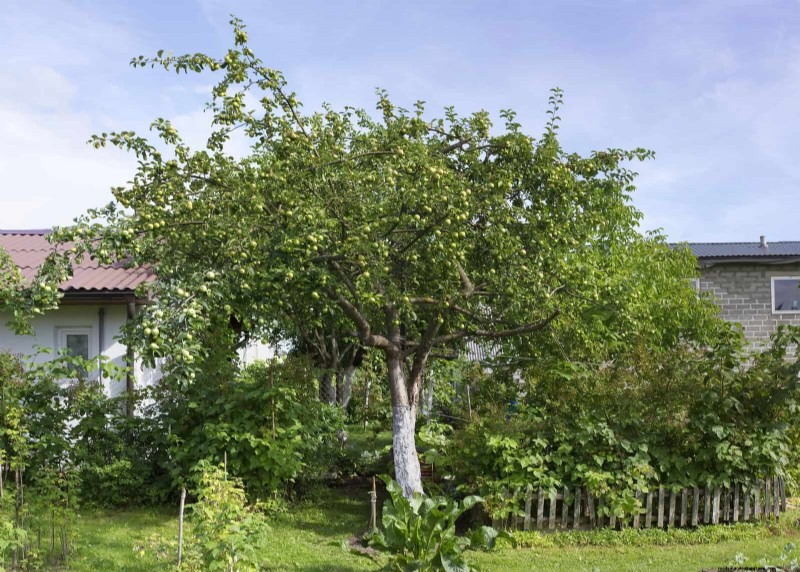 Mulch‑Free Gardening: Sustainable Techniques That Yield Healthier Soil and Lower Costs