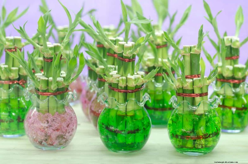25 Water‑Only Houseplants: Easy, Soil‑Free Indoor Gardening
