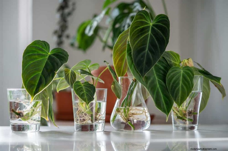 25 Water‑Only Houseplants: Easy, Soil‑Free Indoor Gardening