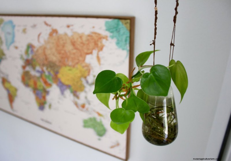 25 Water‑Only Houseplants: Easy, Soil‑Free Indoor Gardening