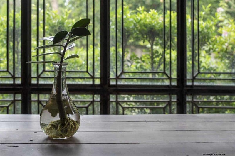 25 Water‑Only Houseplants: Easy, Soil‑Free Indoor Gardening