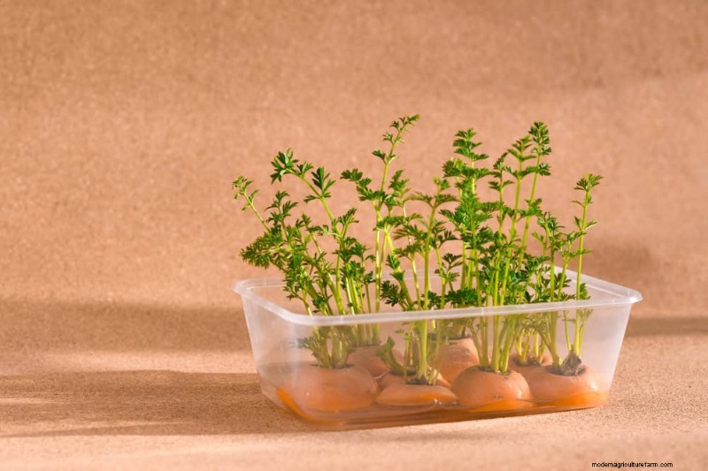 25 Water‑Only Houseplants: Easy, Soil‑Free Indoor Gardening
