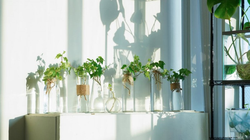 25 Water‑Only Houseplants: Easy, Soil‑Free Indoor Gardening