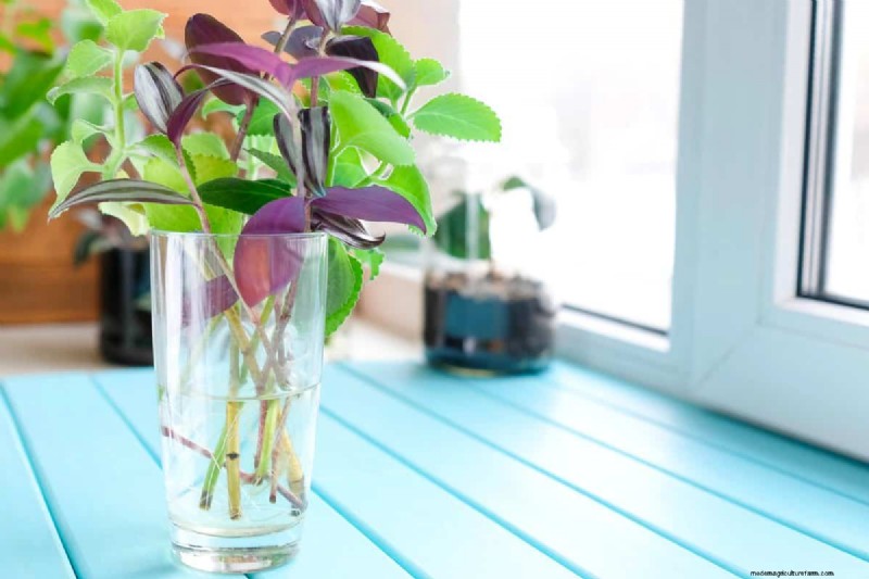 25 Water‑Only Houseplants: Easy, Soil‑Free Indoor Gardening