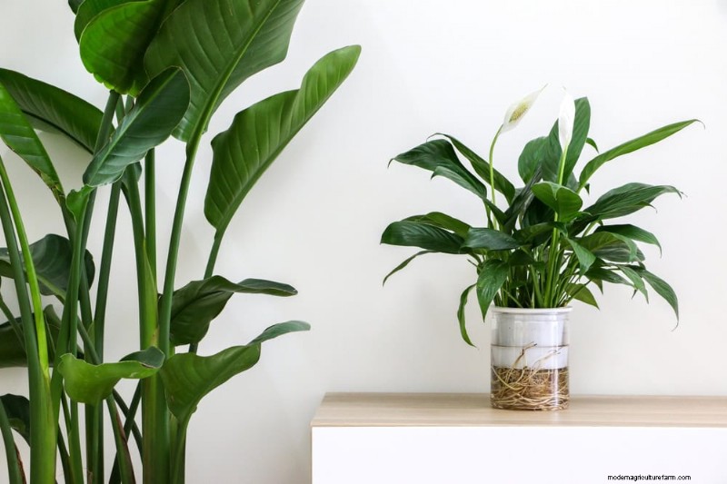 25 Water‑Only Houseplants: Easy, Soil‑Free Indoor Gardening