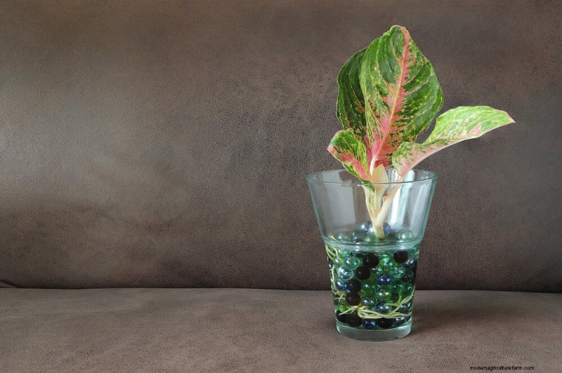 25 Water‑Only Houseplants: Easy, Soil‑Free Indoor Gardening