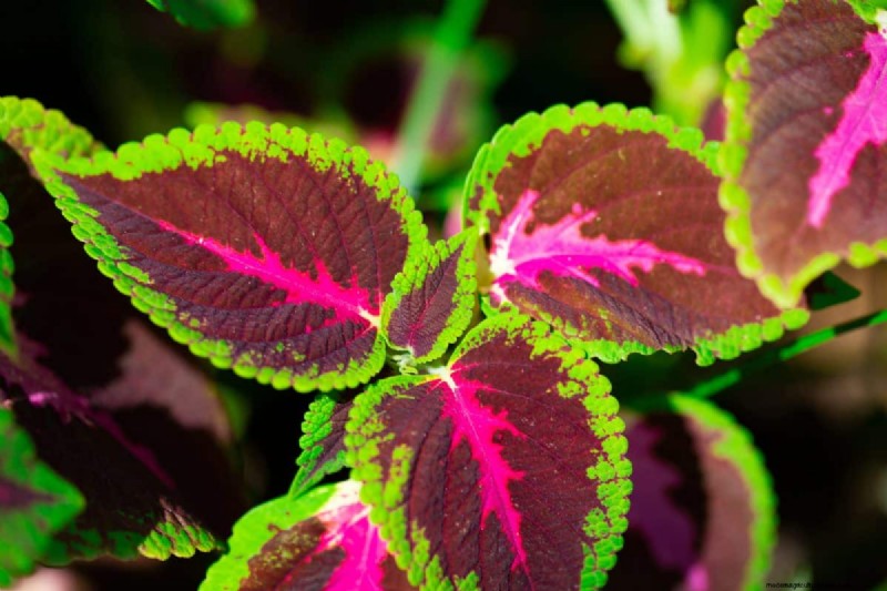 25 Water‑Only Houseplants: Easy, Soil‑Free Indoor Gardening