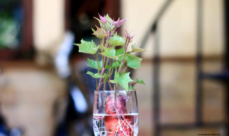 25 Water‑Only Houseplants: Easy, Soil‑Free Indoor Gardening