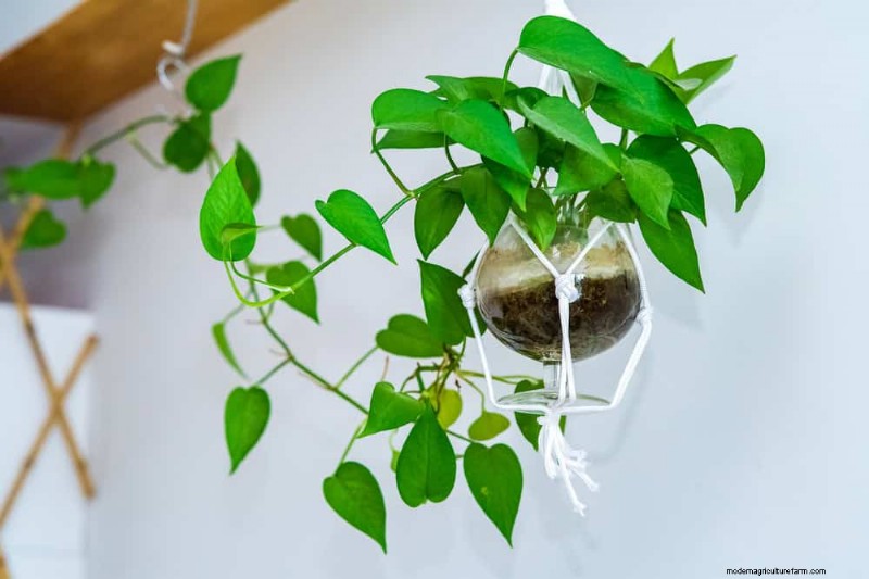 25 Water‑Only Houseplants: Easy, Soil‑Free Indoor Gardening
