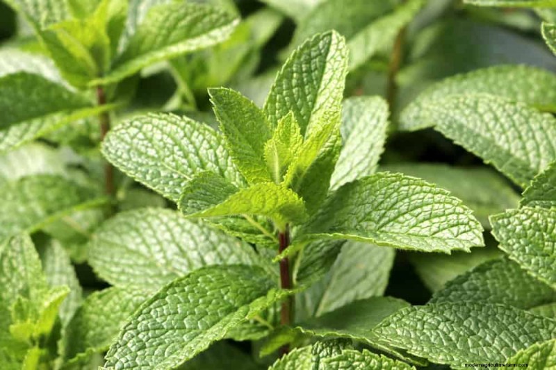25 Water‑Only Houseplants: Easy, Soil‑Free Indoor Gardening