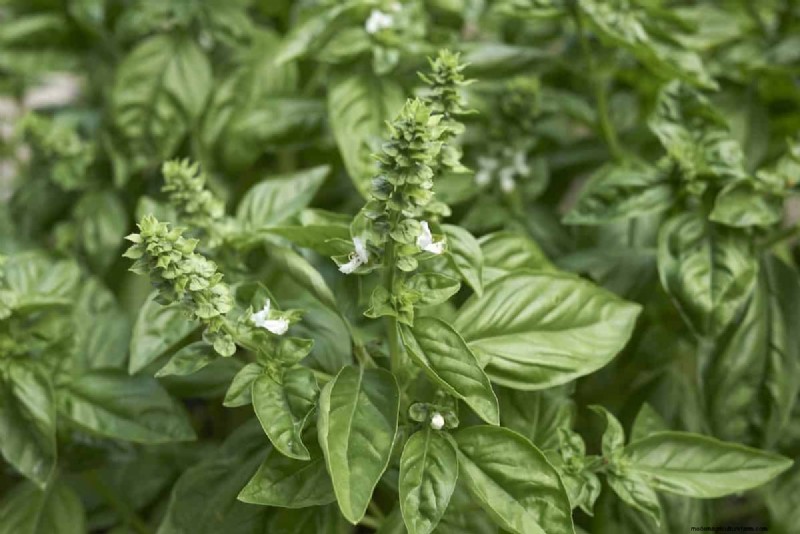 25 Water‑Only Houseplants: Easy, Soil‑Free Indoor Gardening