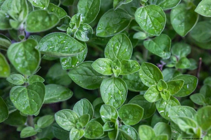 25 Water‑Only Houseplants: Easy, Soil‑Free Indoor Gardening