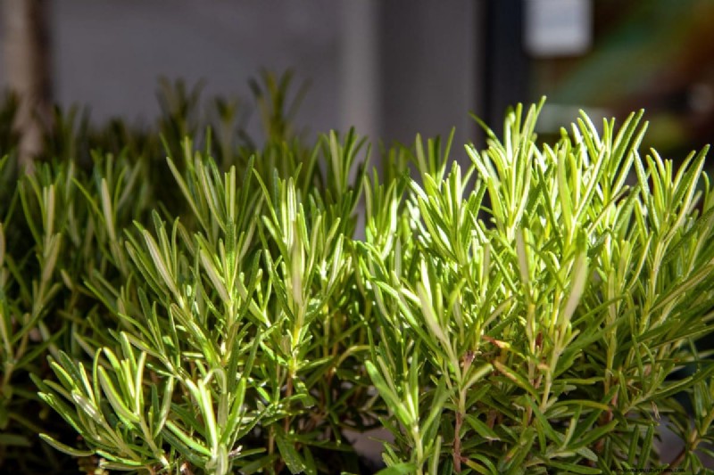 25 Water‑Only Houseplants: Easy, Soil‑Free Indoor Gardening
