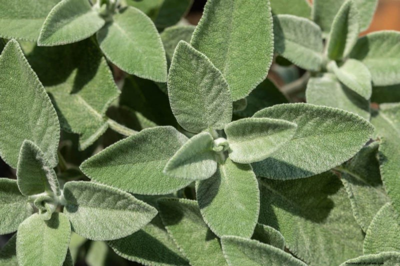 25 Water‑Only Houseplants: Easy, Soil‑Free Indoor Gardening