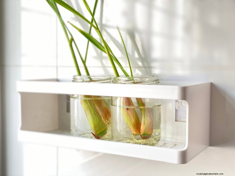25 Water‑Only Houseplants: Easy, Soil‑Free Indoor Gardening