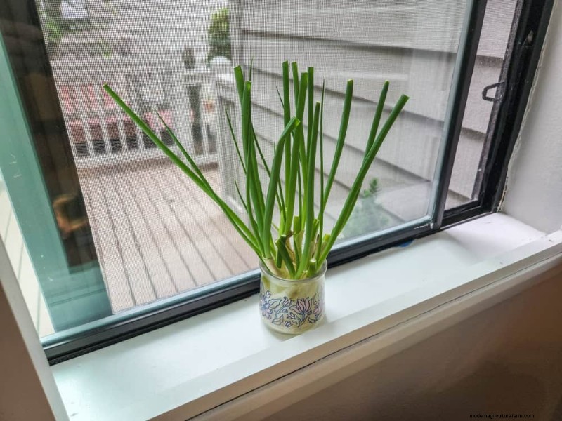 25 Water‑Only Houseplants: Easy, Soil‑Free Indoor Gardening