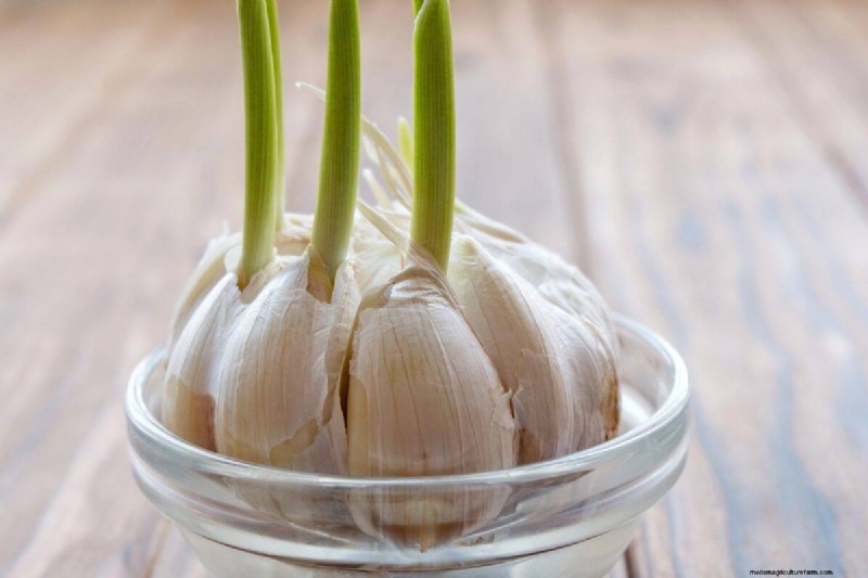 25 Water‑Only Houseplants: Easy, Soil‑Free Indoor Gardening