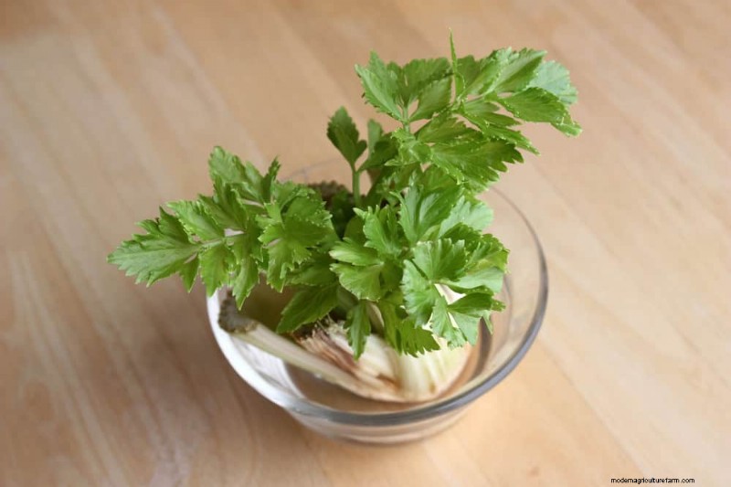 25 Water‑Only Houseplants: Easy, Soil‑Free Indoor Gardening
