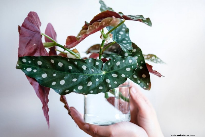 25 Water‑Only Houseplants: Easy, Soil‑Free Indoor Gardening