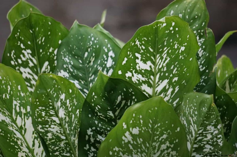 25 Water‑Only Houseplants: Easy, Soil‑Free Indoor Gardening
