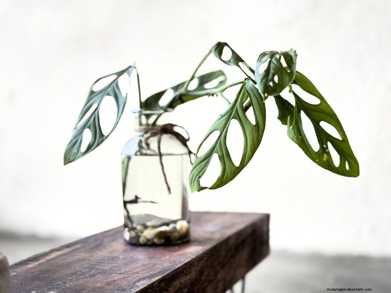 25 Water‑Only Houseplants: Easy, Soil‑Free Indoor Gardening